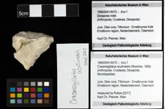 Foto (Objekt + Etiketten) von Cracensigillatus acutirostris (Moericke, 1889)